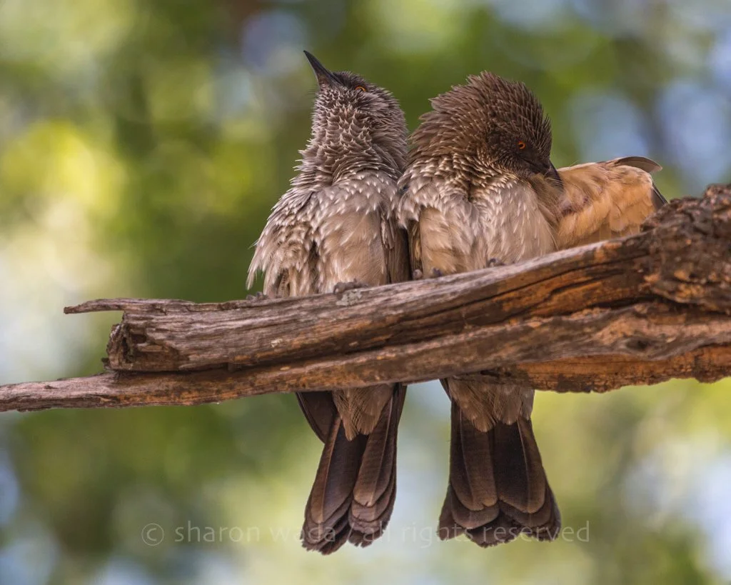 Hartlaub Babbler | Botswana