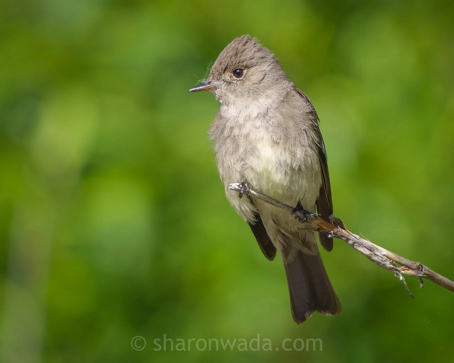 Western Wood Pewee | Washington
