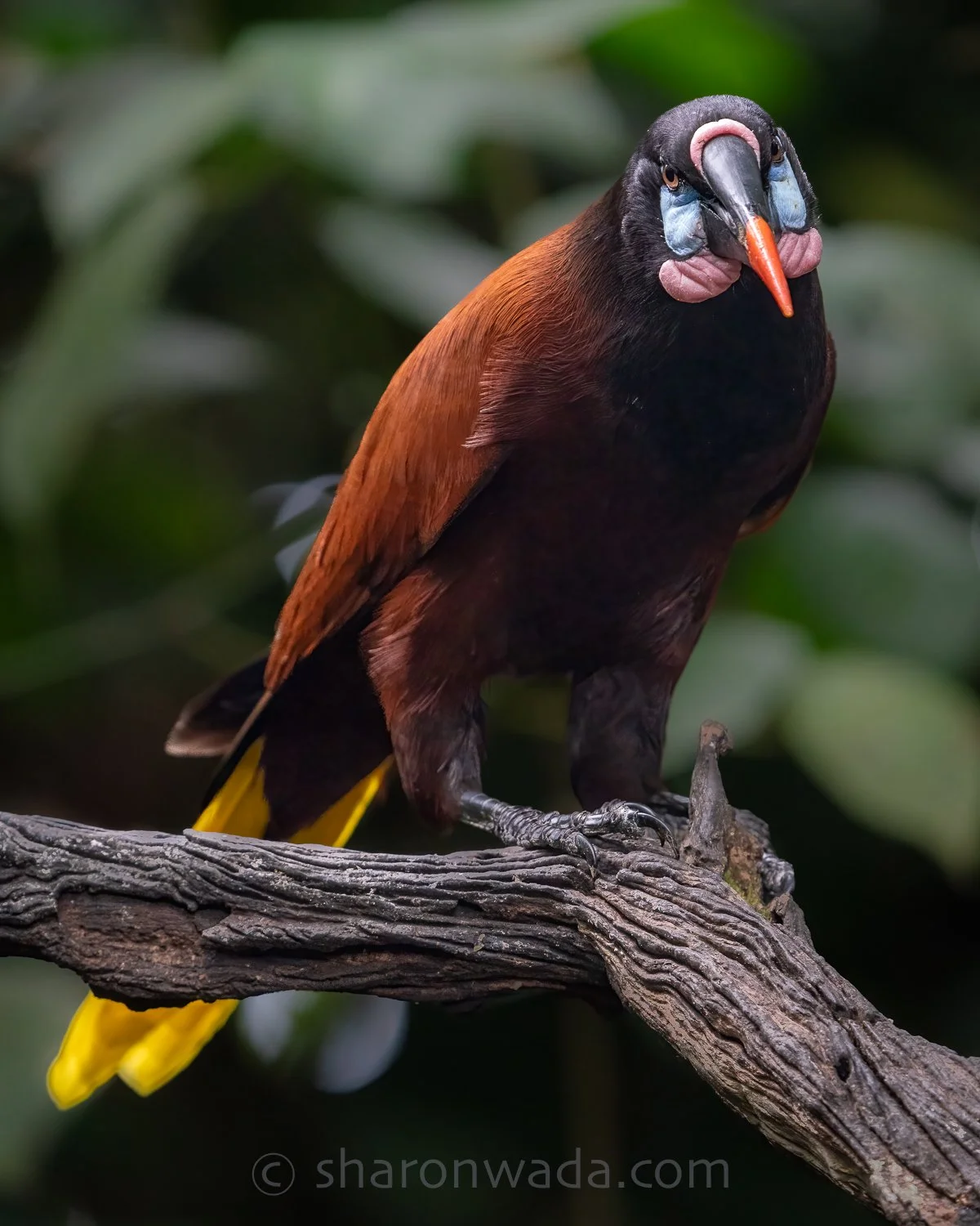 Montezuma Oropendola | Costa Rica