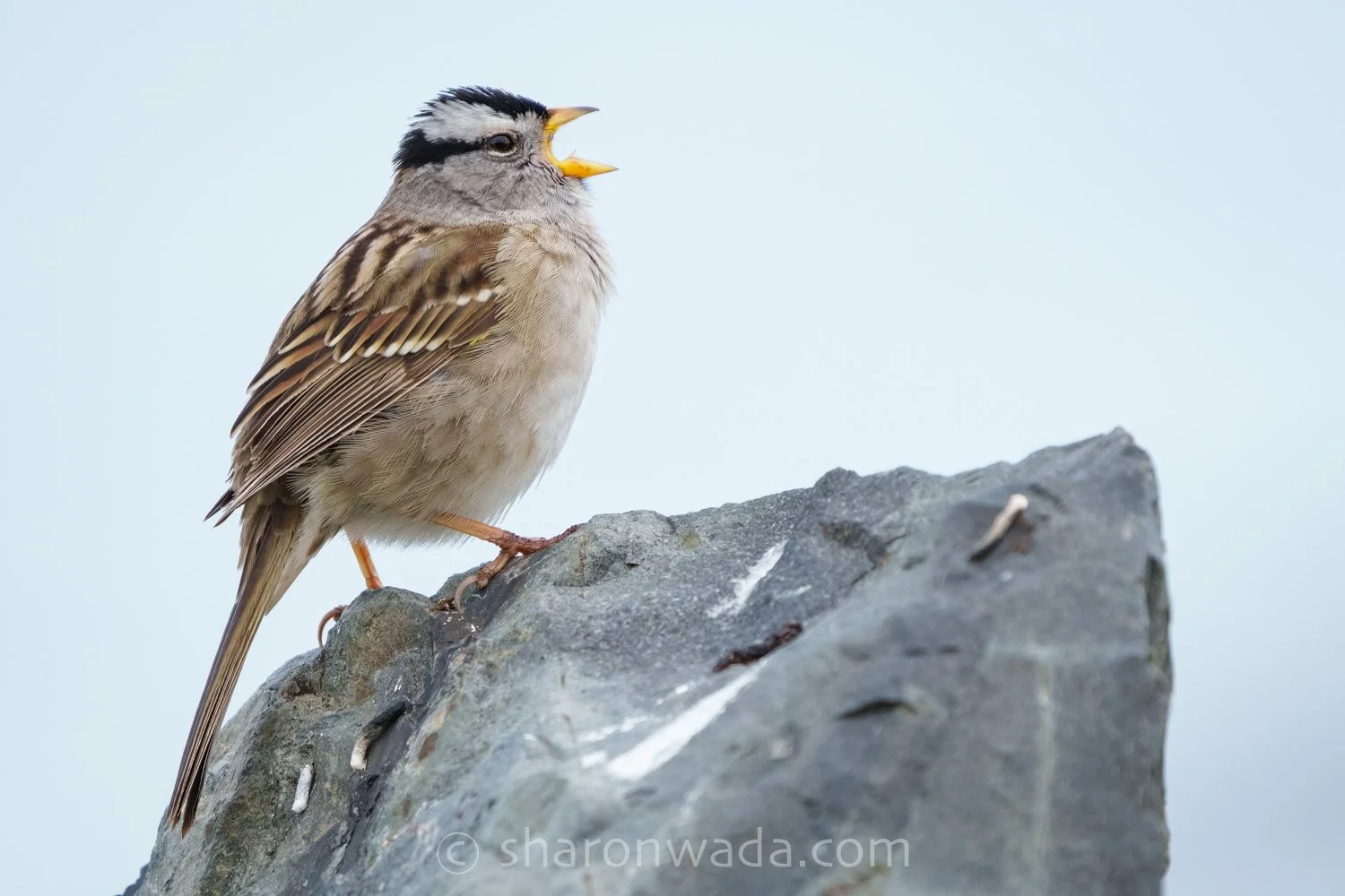 White-Crowned Sparrow-260420-001.jpg