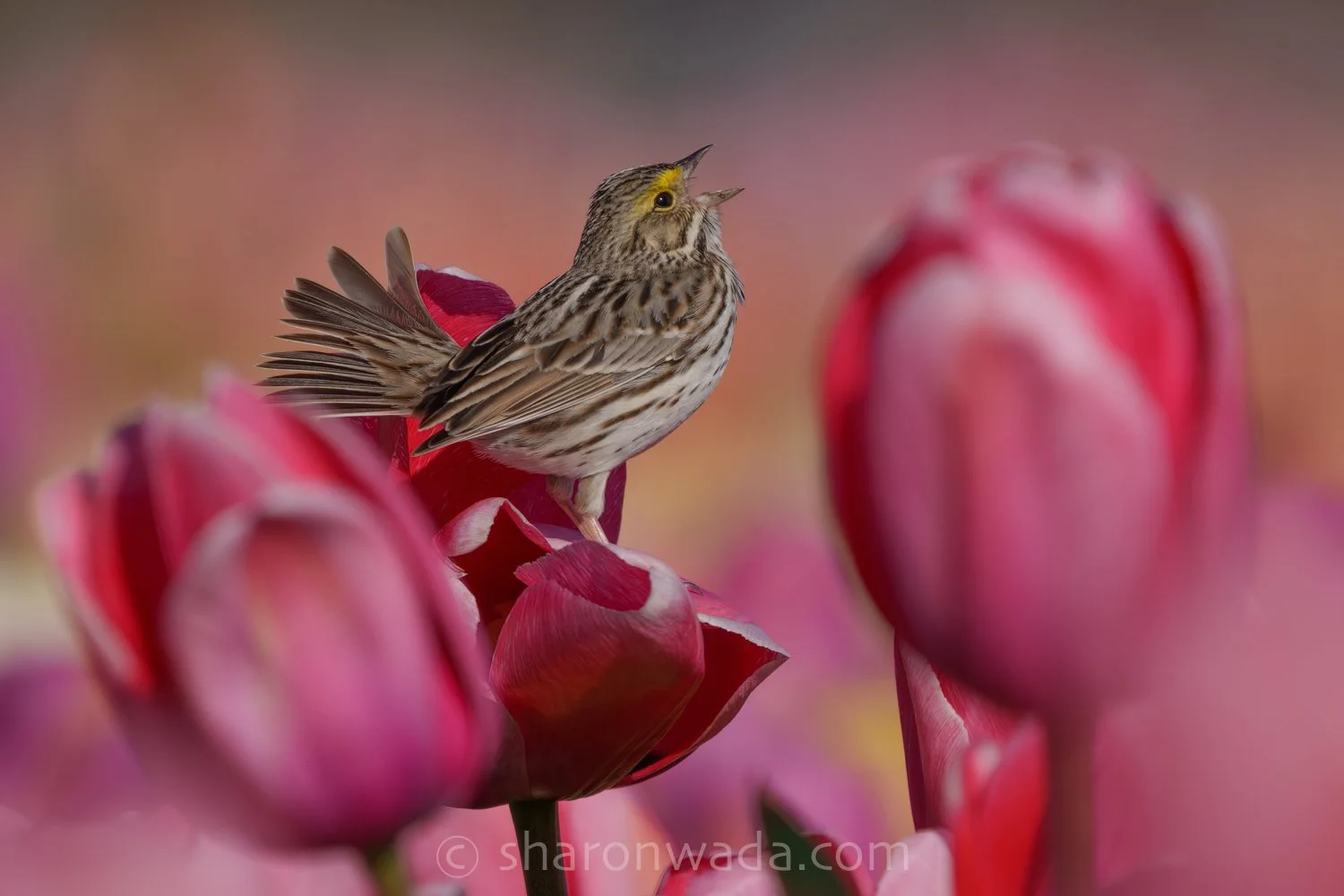 Savannah Sparrow_Tulips-260407-002-2.jpg