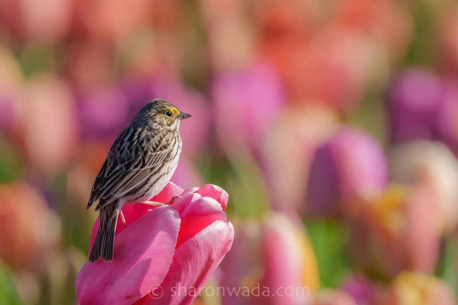 Savannah Sparrow_Tulips-260407-001-2.jpg