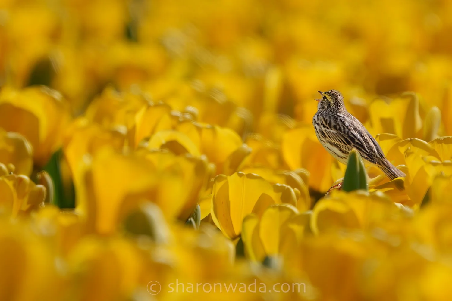 Savannah Sparrow_Tulips-260407-003-2.jpg