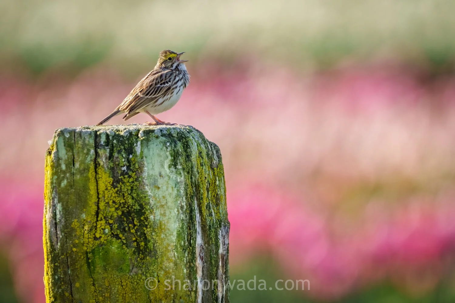 Savannah Sparrow_Tulips-260407-001.jpg