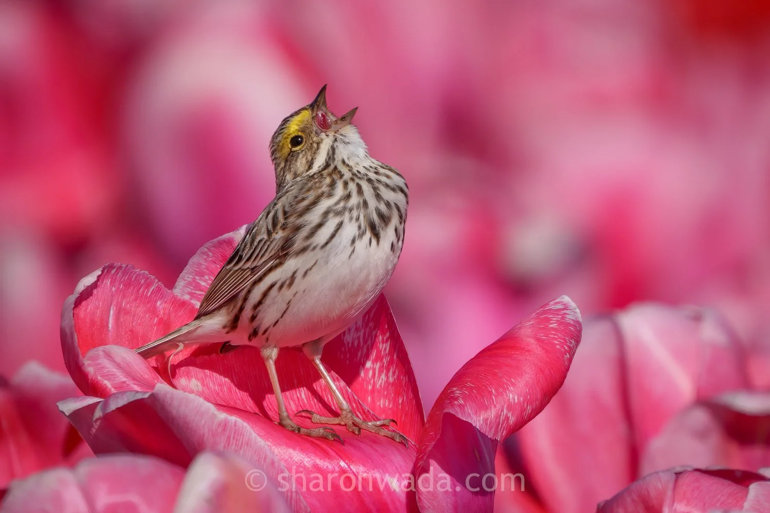 Savannah Sparrow_Tulips-260407-004.jpg