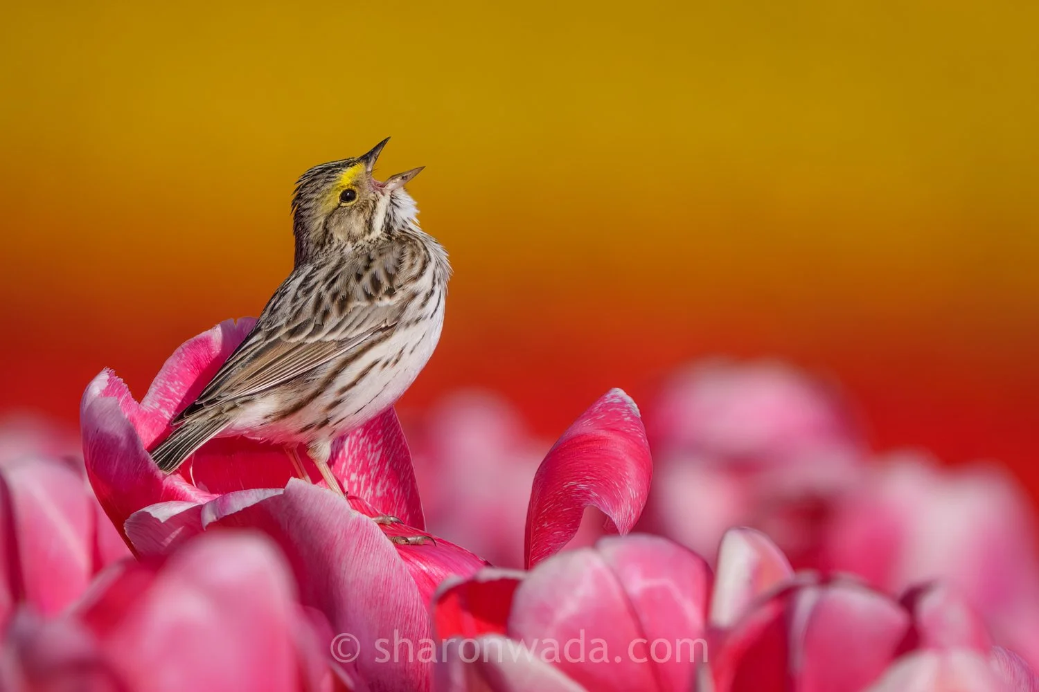 Savannah Sparrow_Tulips-260407-003.jpg