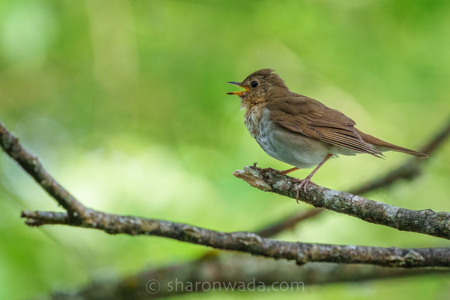Swainsons Thrush-250611-001.jpg