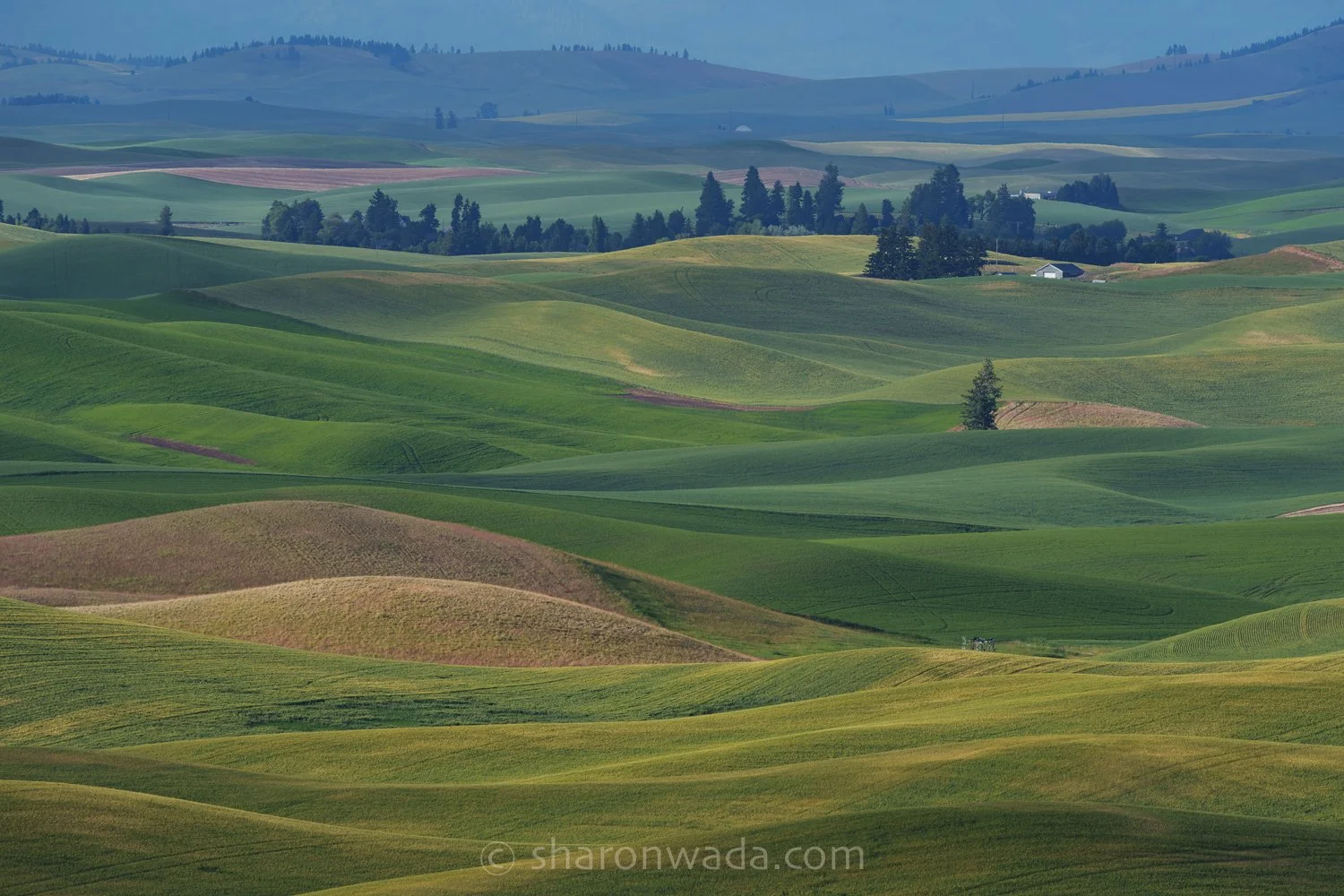 Palouse Scenes-230621-001.jpg