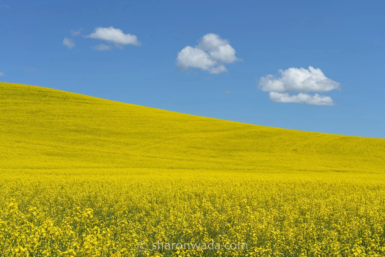 Palouse Scenes-230622-001.jpg