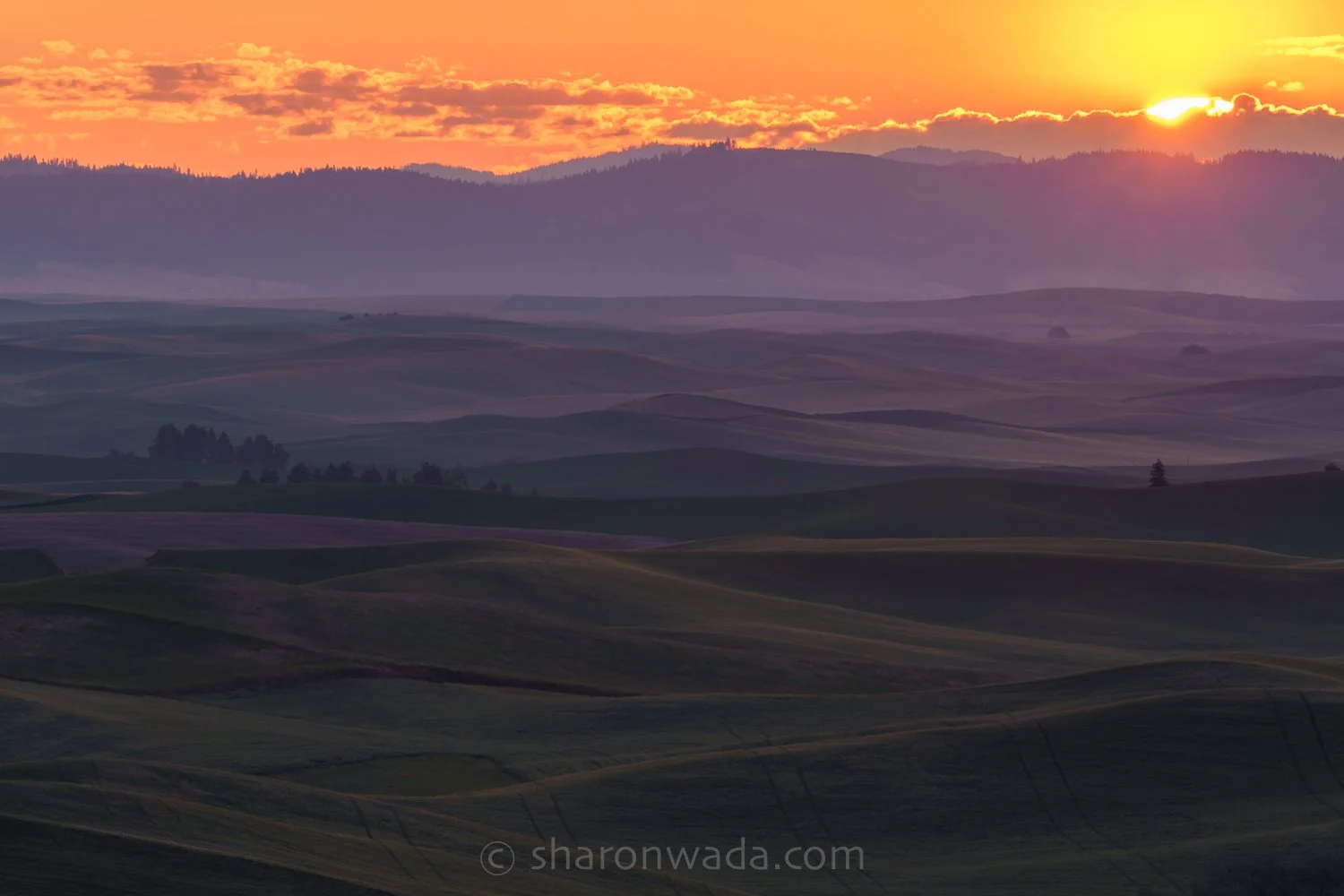 Palouse Scenes-230623-007.jpg
