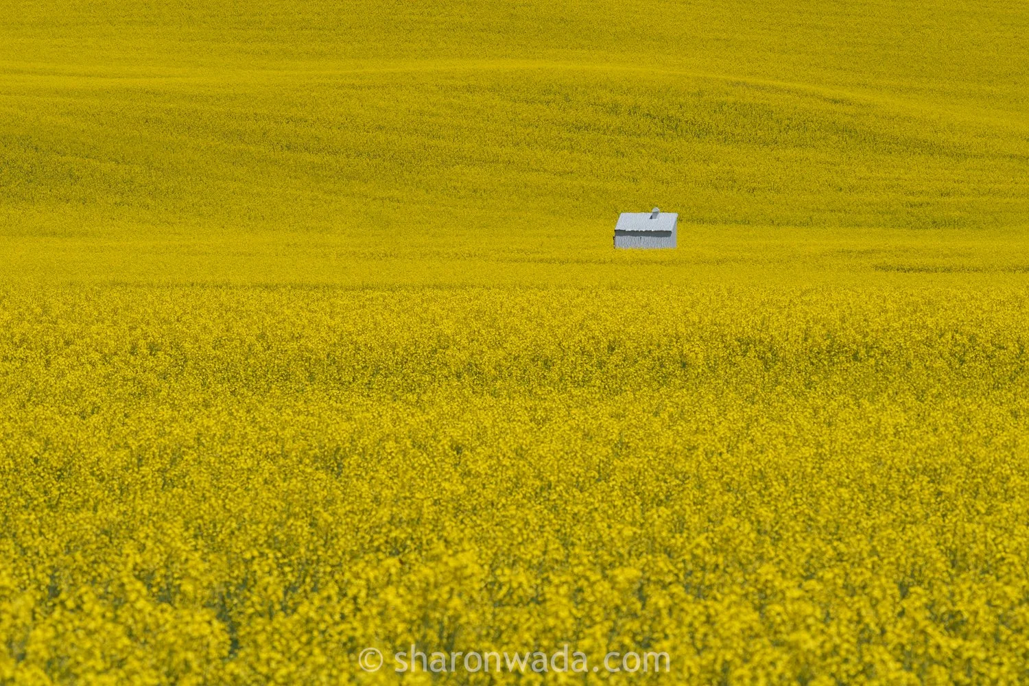 Palouse Scenes-230622-041.jpg