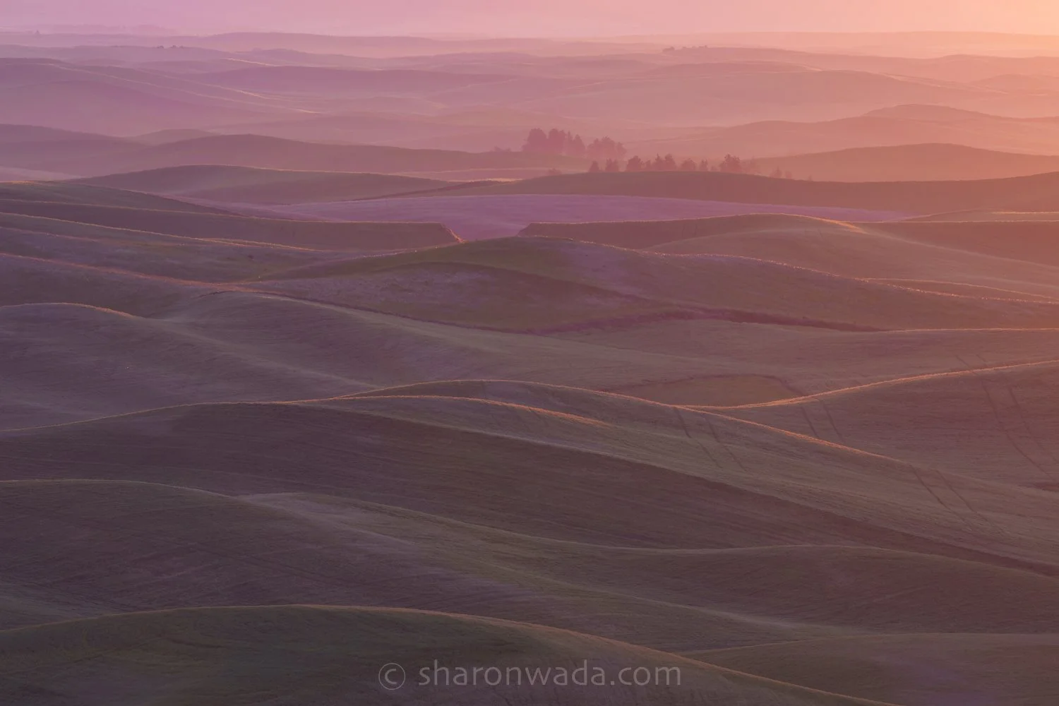 Palouse Scenes-230623-008.jpg