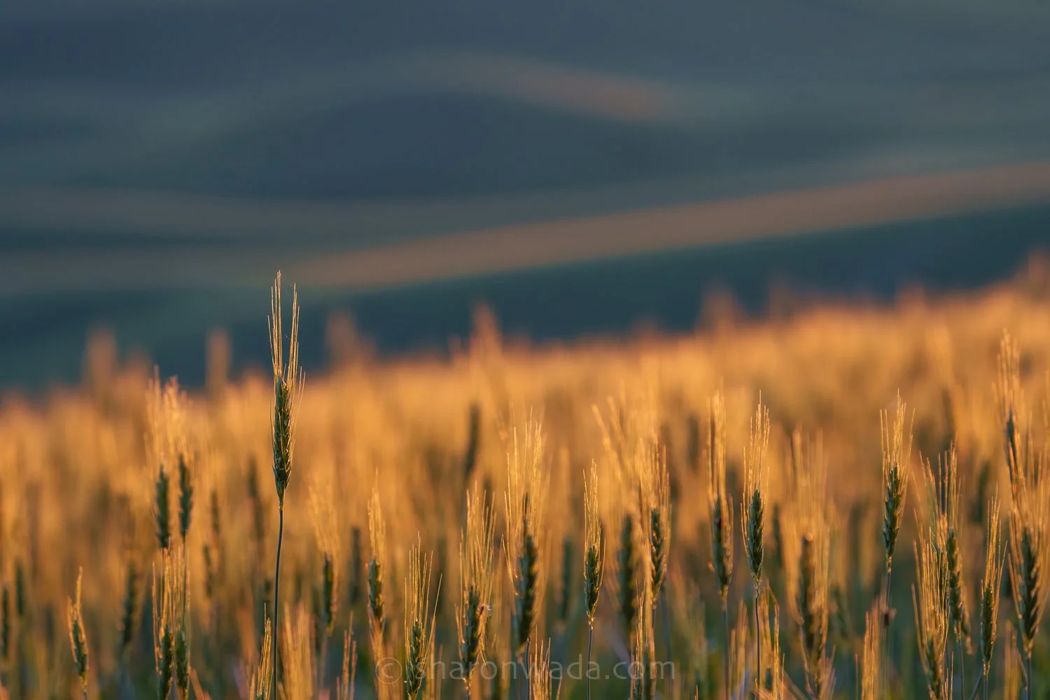 Palouse Scenes-230623-009.jpg