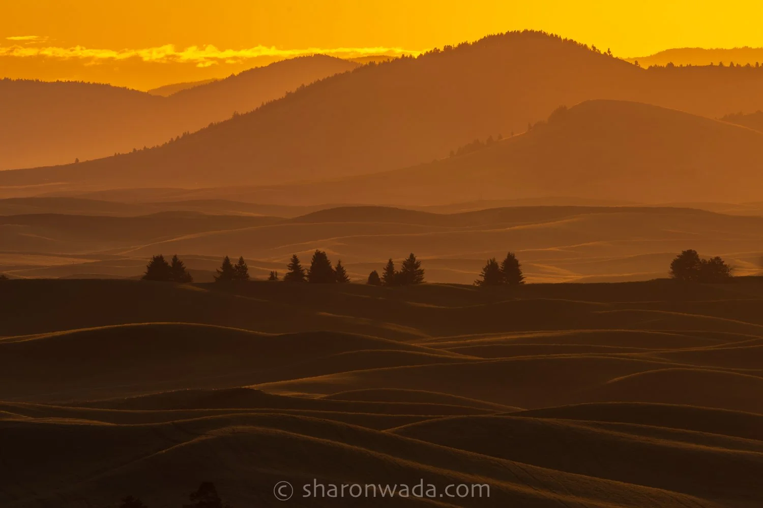 Palouse Scenes-230623-010.jpg