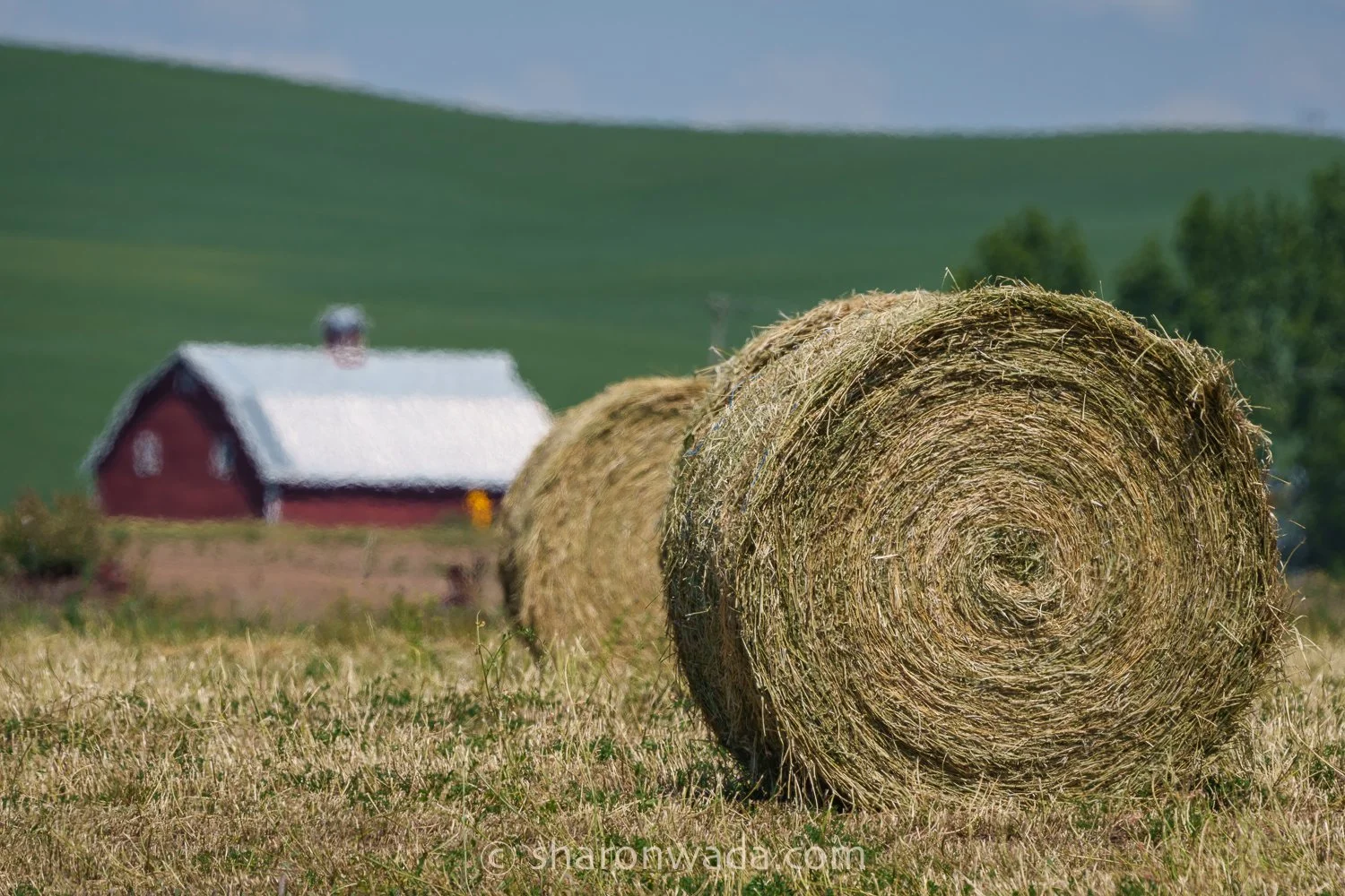 Palouse Scenes-230623-021.jpg