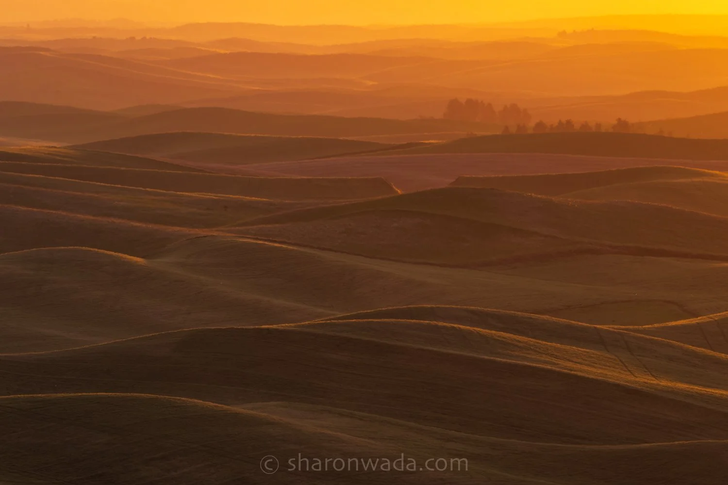 Palouse Scenes-230624-010.jpg