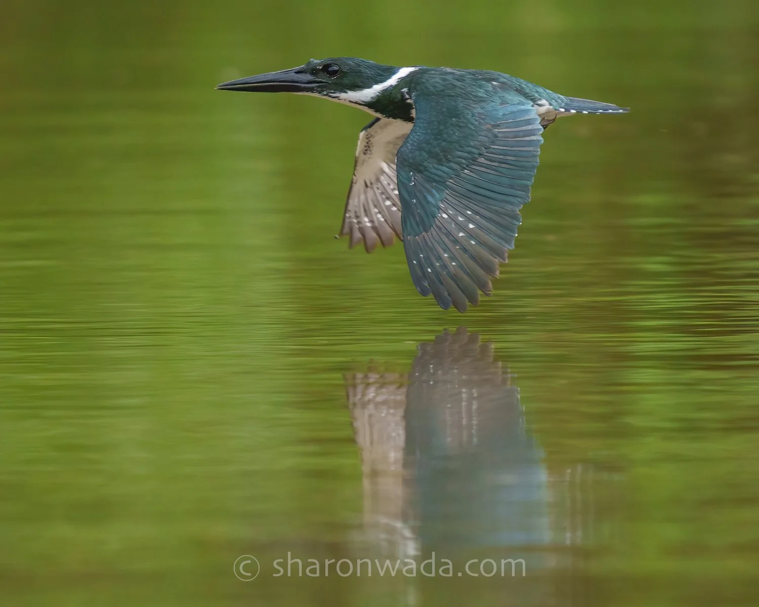 Amazon Kingfisher_Flying-250504-001.jpg