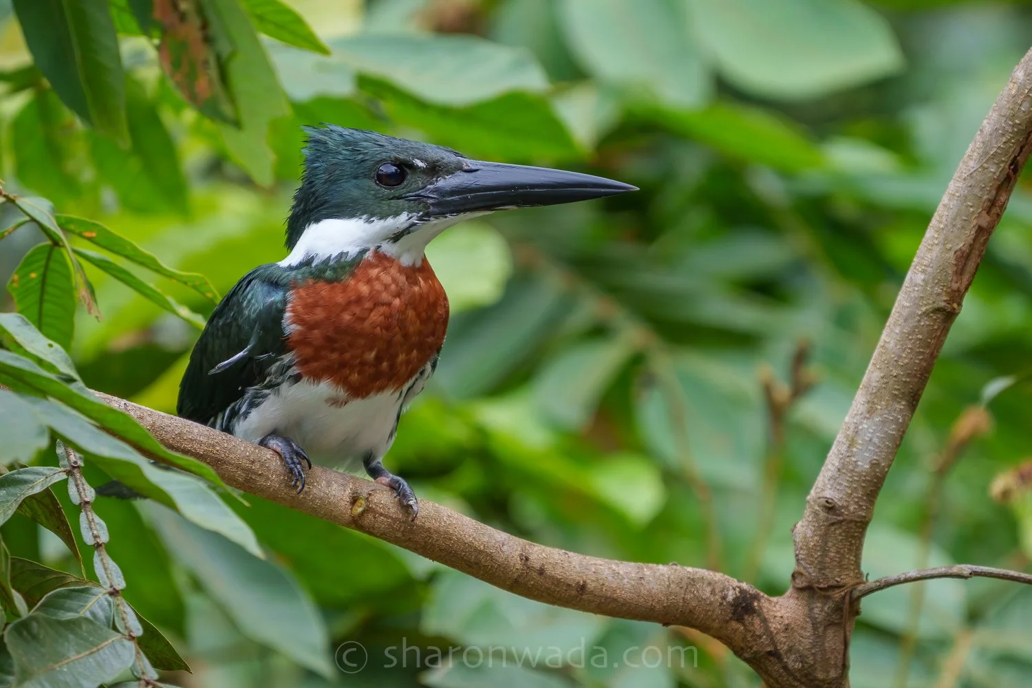 Amazon Kingfisher-250504-001.jpg