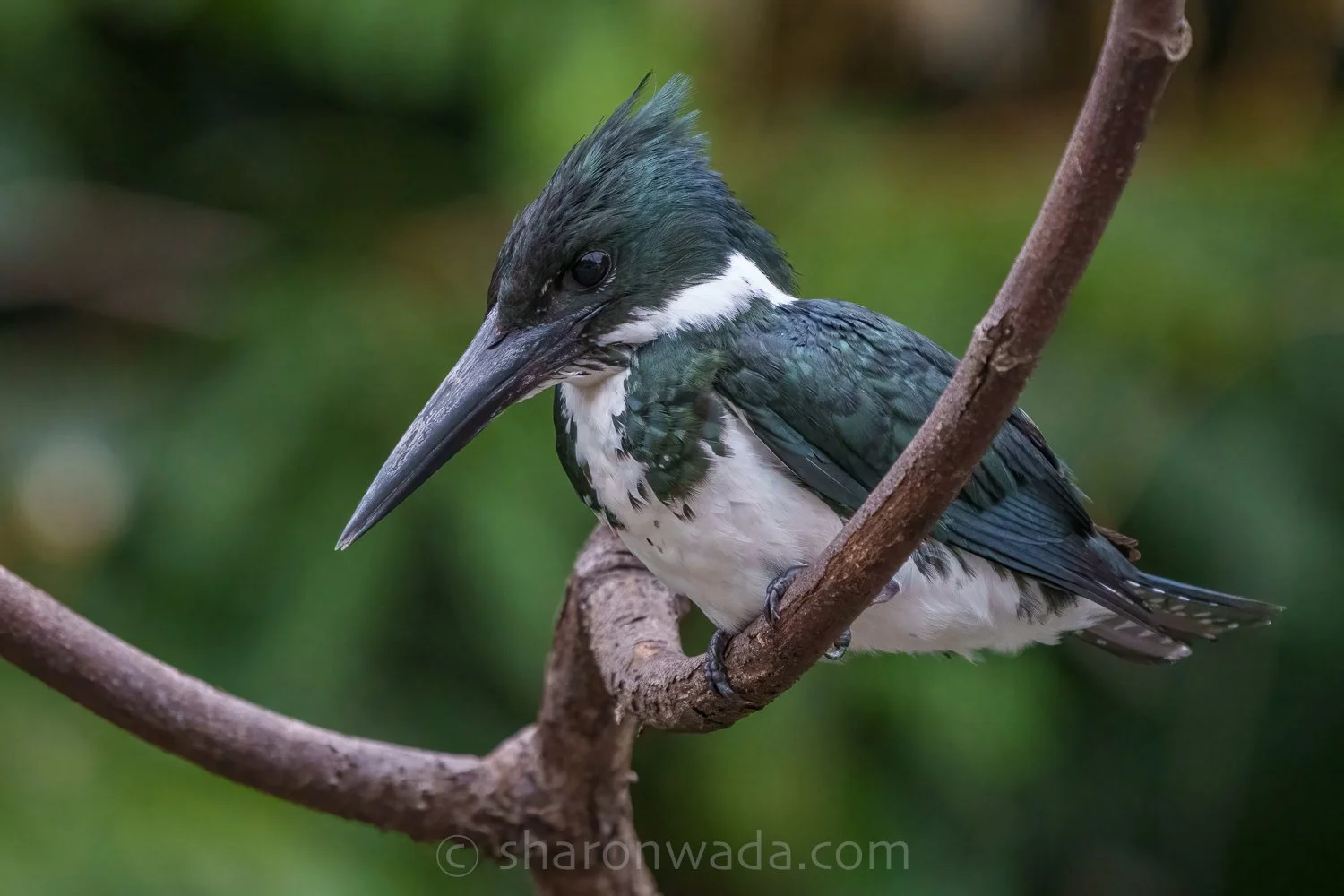 Amazon Kingfisher-250504-002.jpg