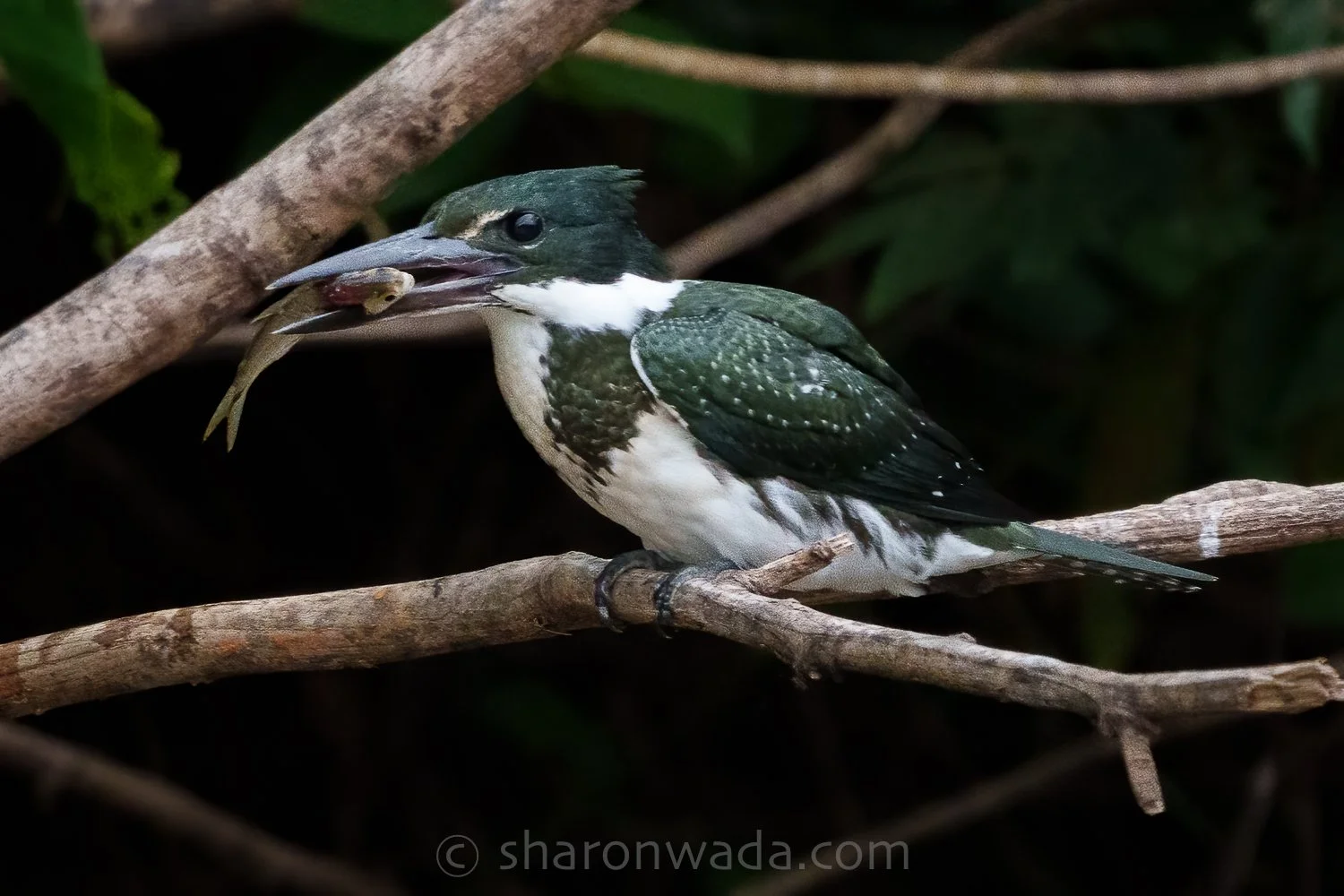 Amazon Kingfisher-250504-003.jpg