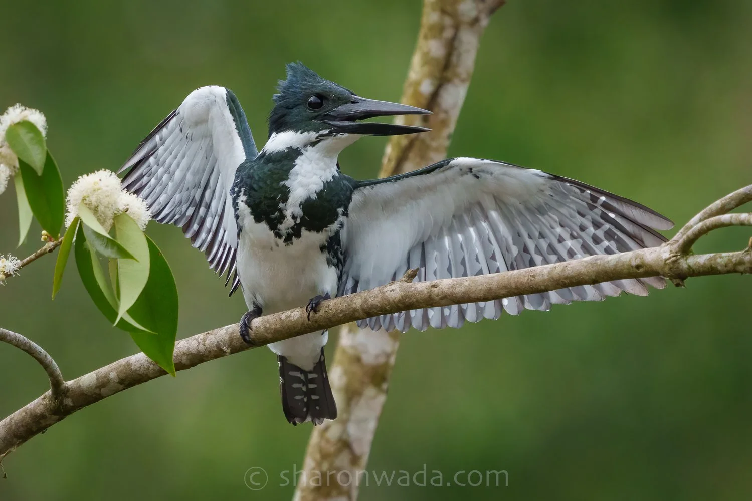 Amazon Kingfisher-250504-004.jpg
