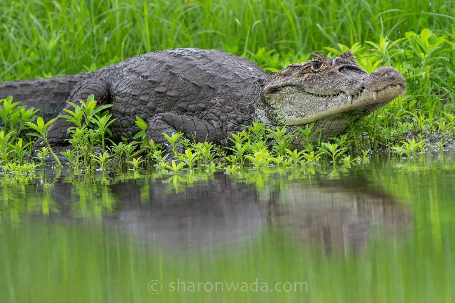 American Crocodile-250504-001.jpg
