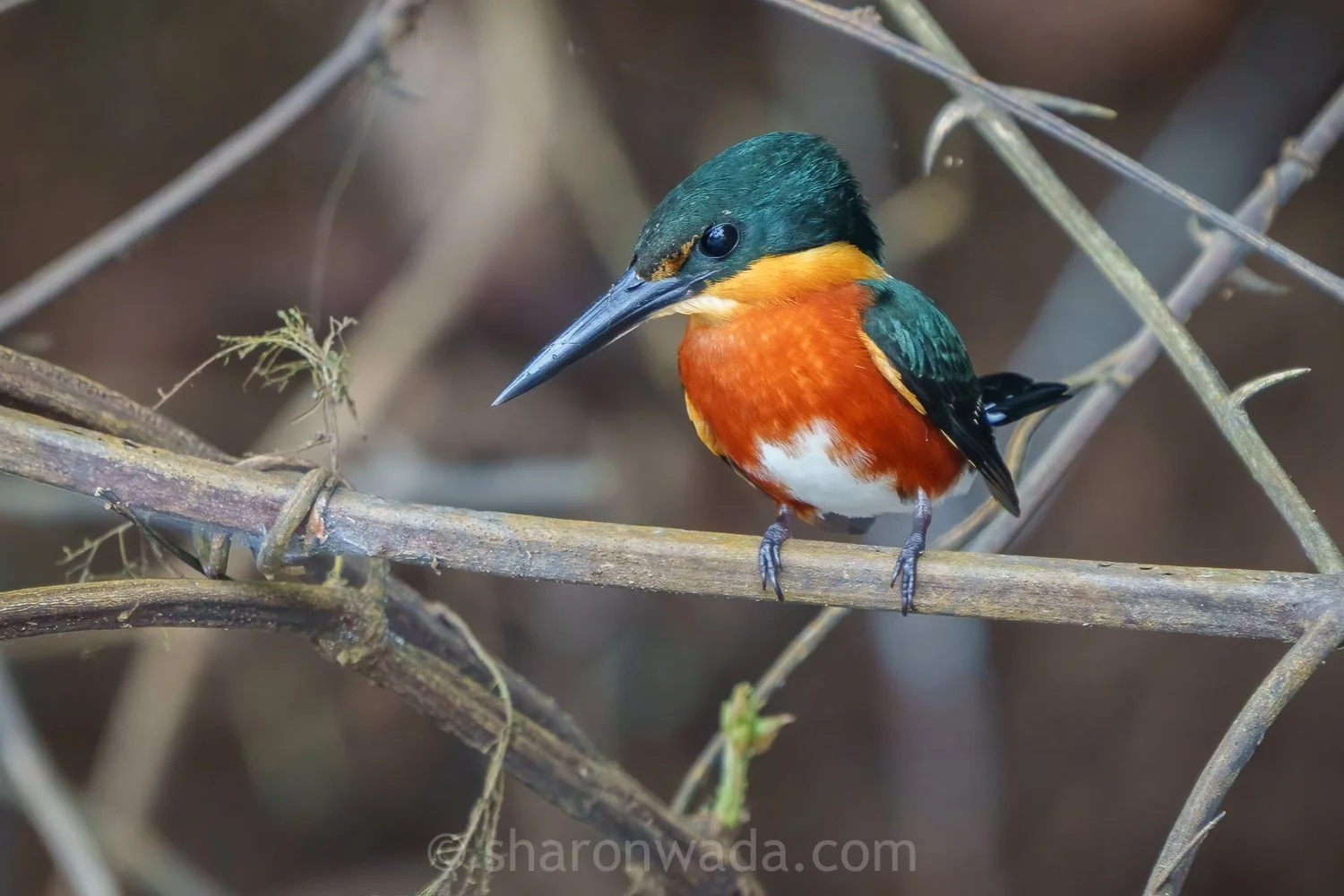 American Pysmy Kingfisher-250504-001.jpg