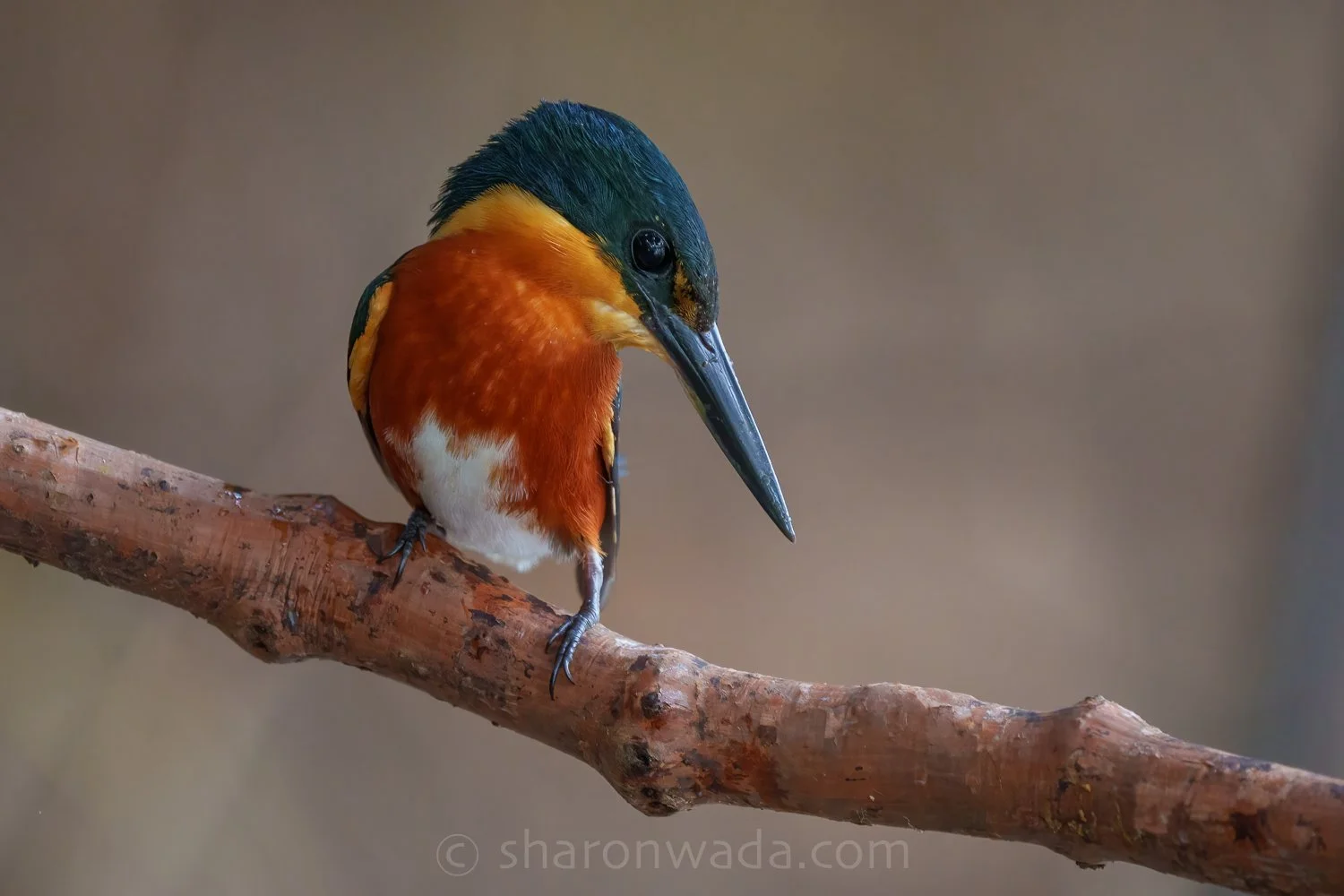 American Pysmy Kingfisher-250504-002.jpg