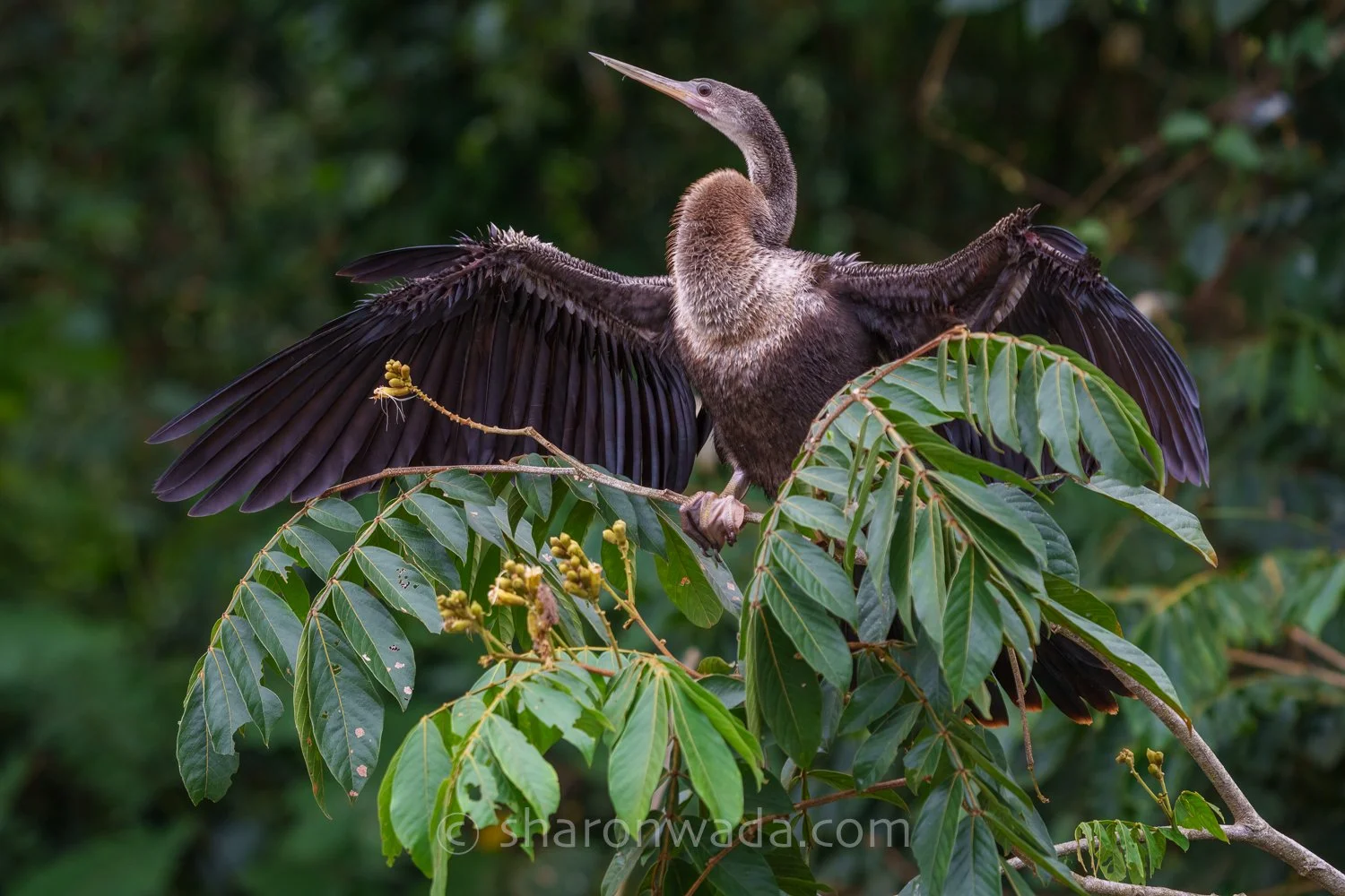 Anhinga_Stretching-250504-001.jpg