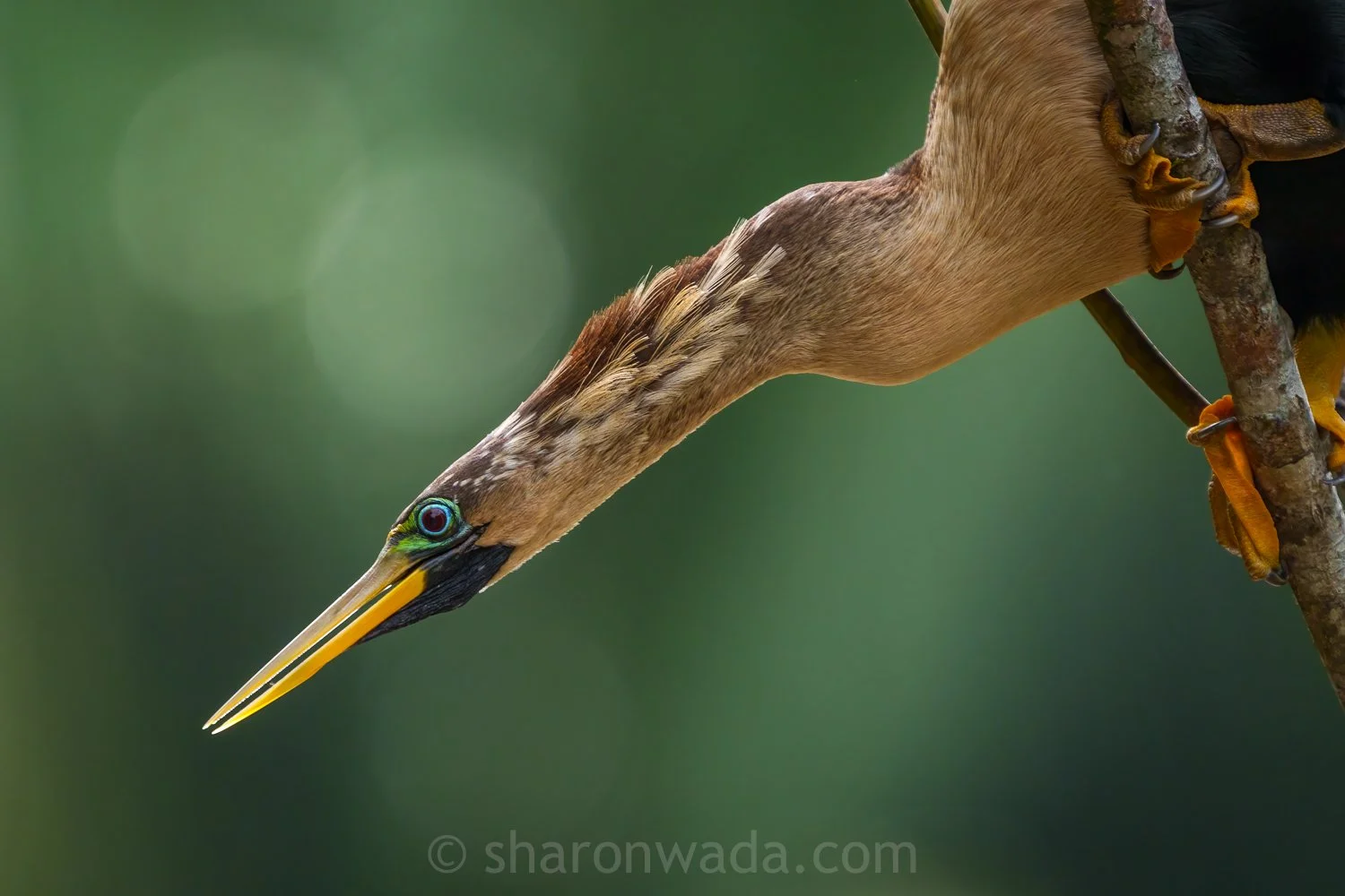 Anhinga-250504-001.jpg