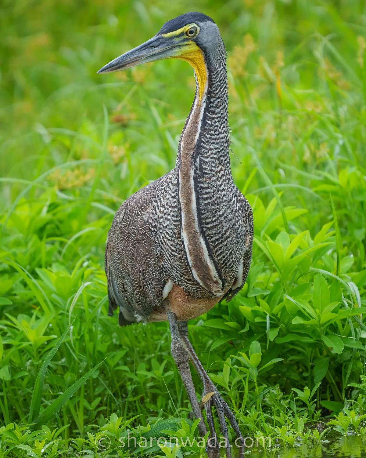 Bare-Throated Tiger Heron-250504-001.jpg