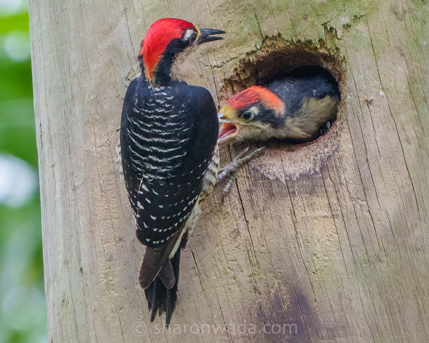 Black-Cheeked Woodpecker-baby-250504-002.jpg