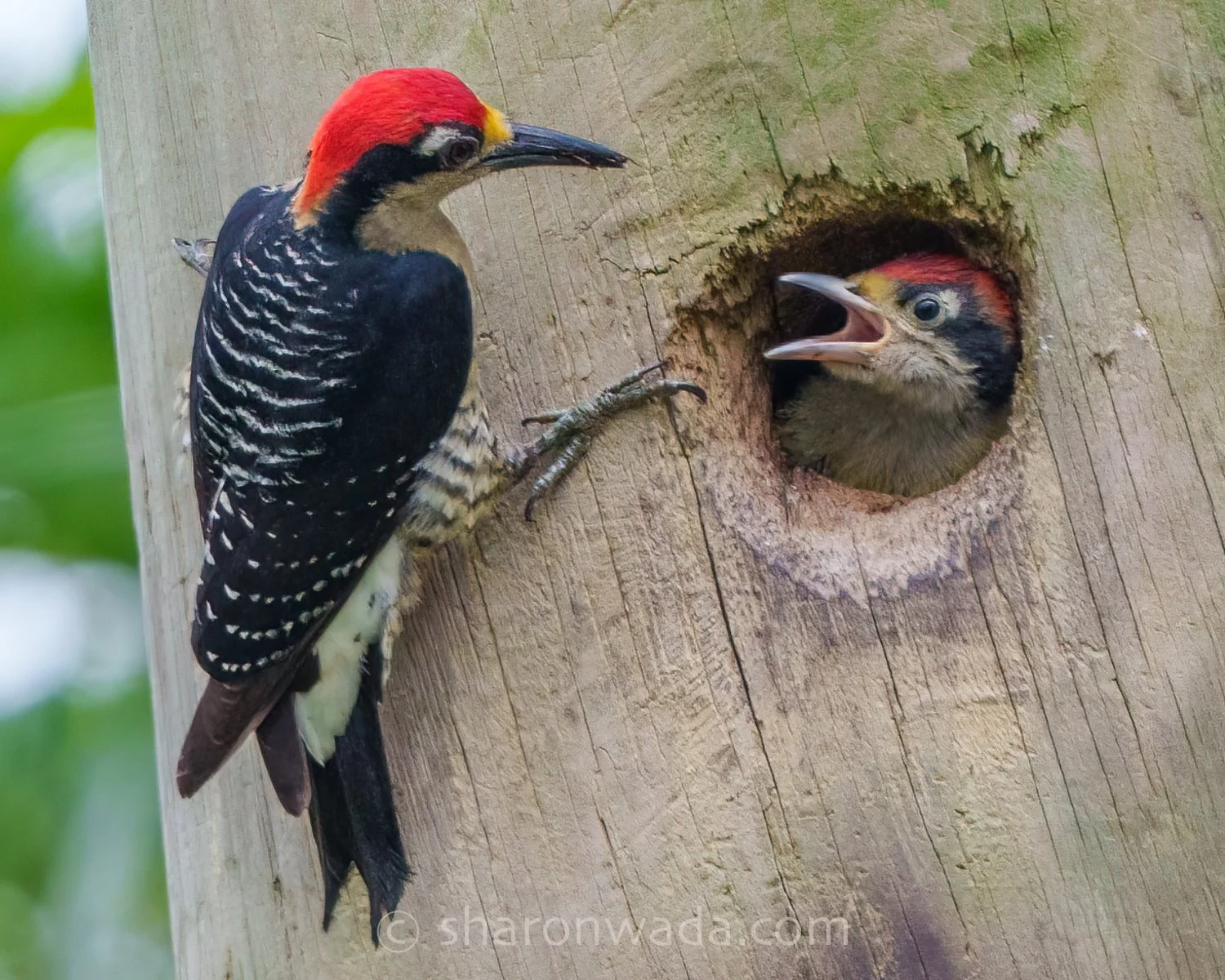 Black-Cheeked Woodpecker-nesting baby-250504-001.jpg