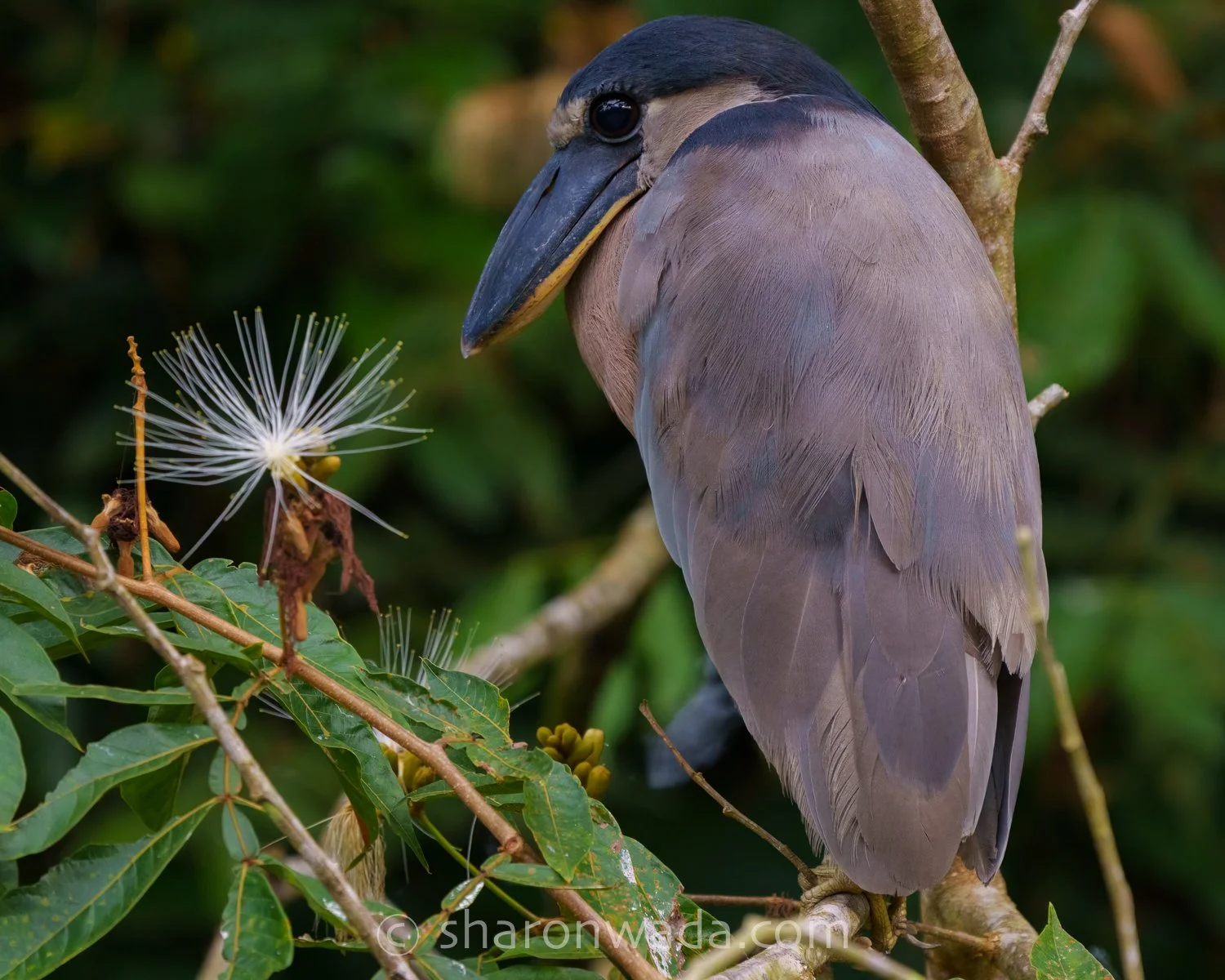 Boat-Billed Heron-250504-001.jpg