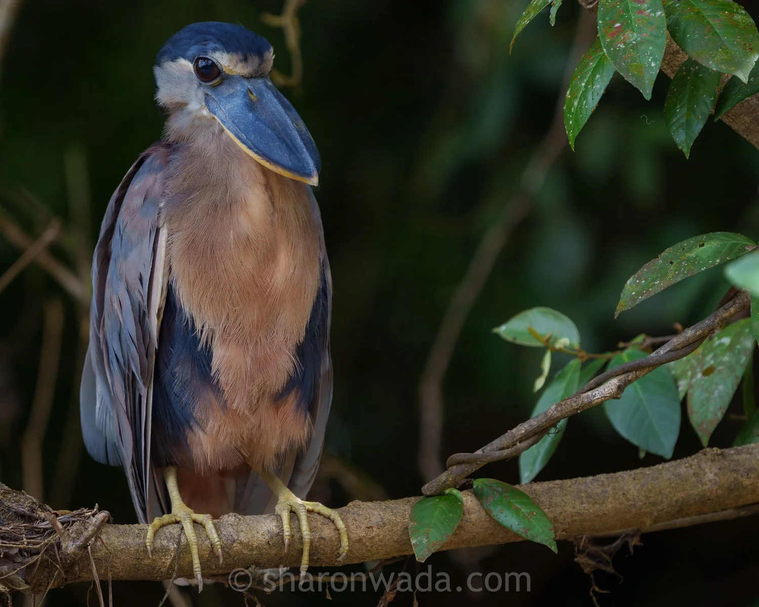 Boat-Billed Heron-250504-002.jpg