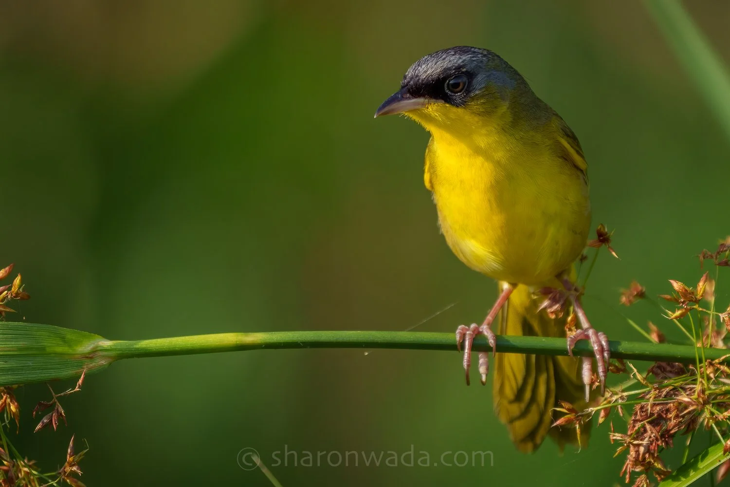 Gray-Crowned Yellowthroat-250504-001.jpg