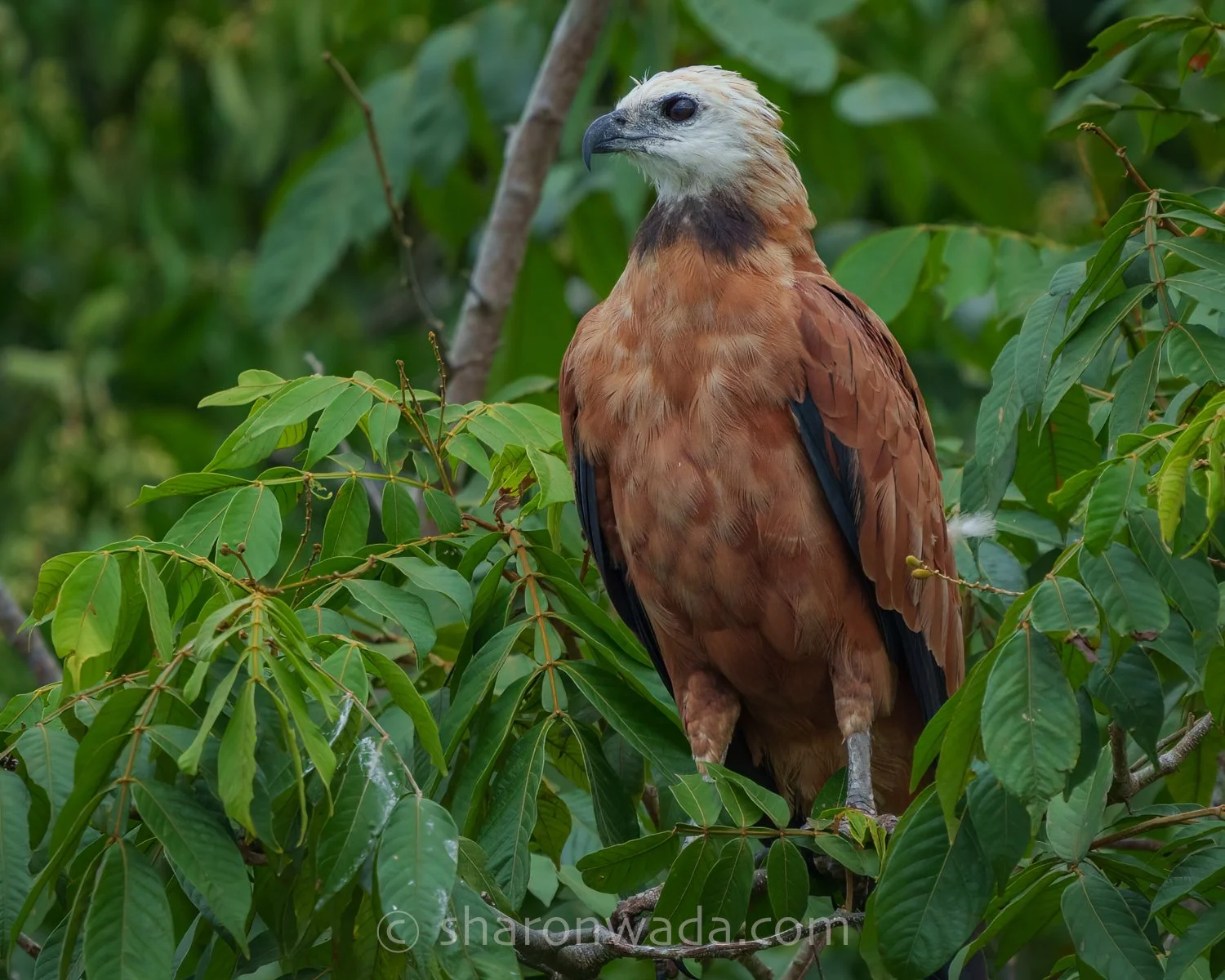 Collared Hawk-250504-001.jpg