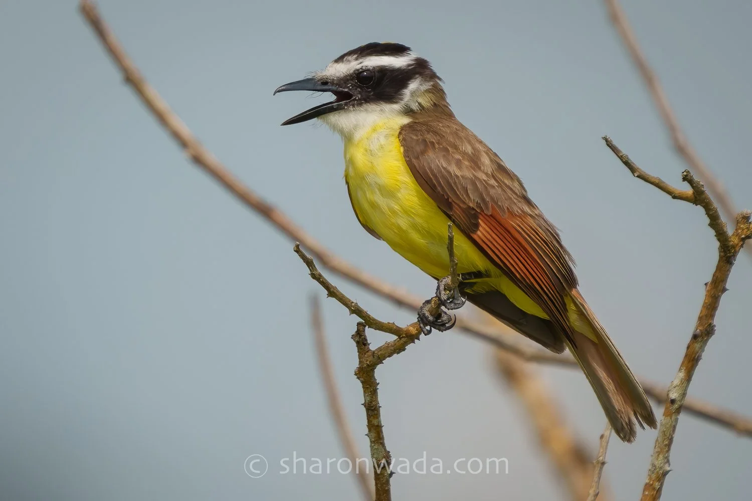 Great Kiskadee-250504-001.jpg
