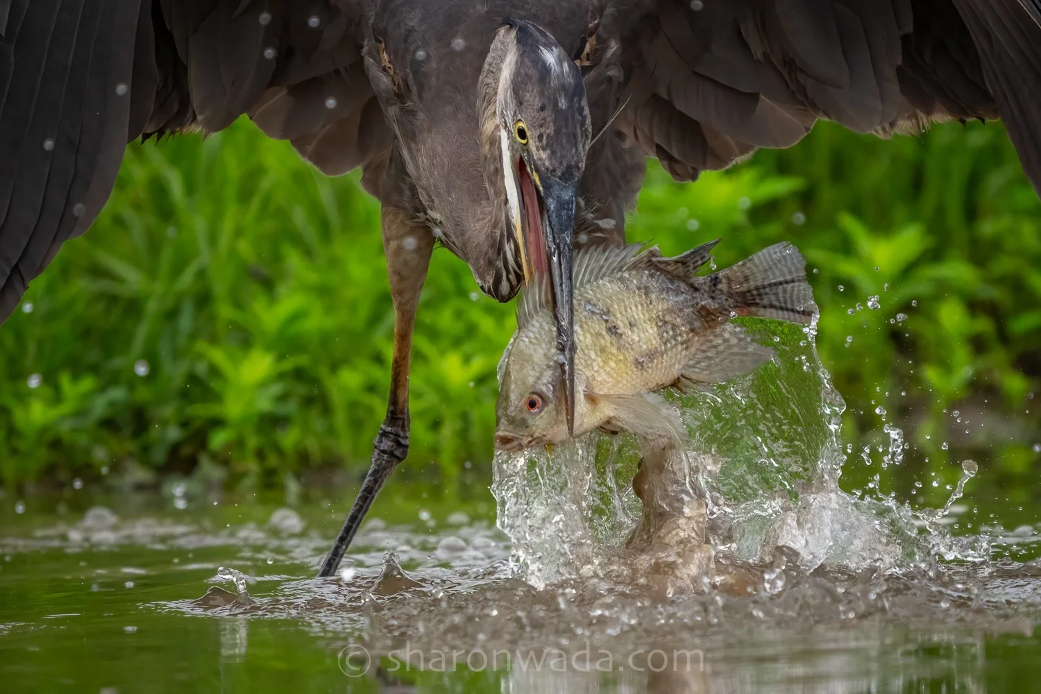 Great Blue Heron-fishing-250504-001.jpg