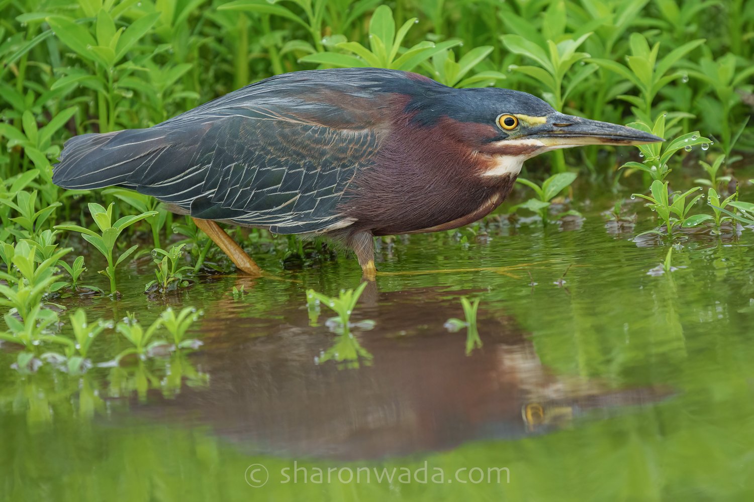 Green Heron-250504-001.jpg