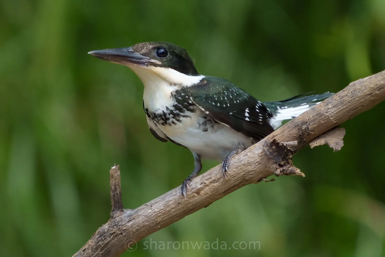 Green Kingfisher-250504-002.jpg