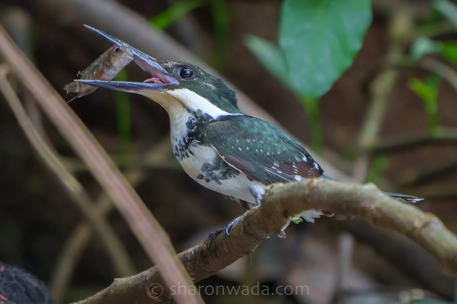 Green Kingfisher-250504-003.jpg