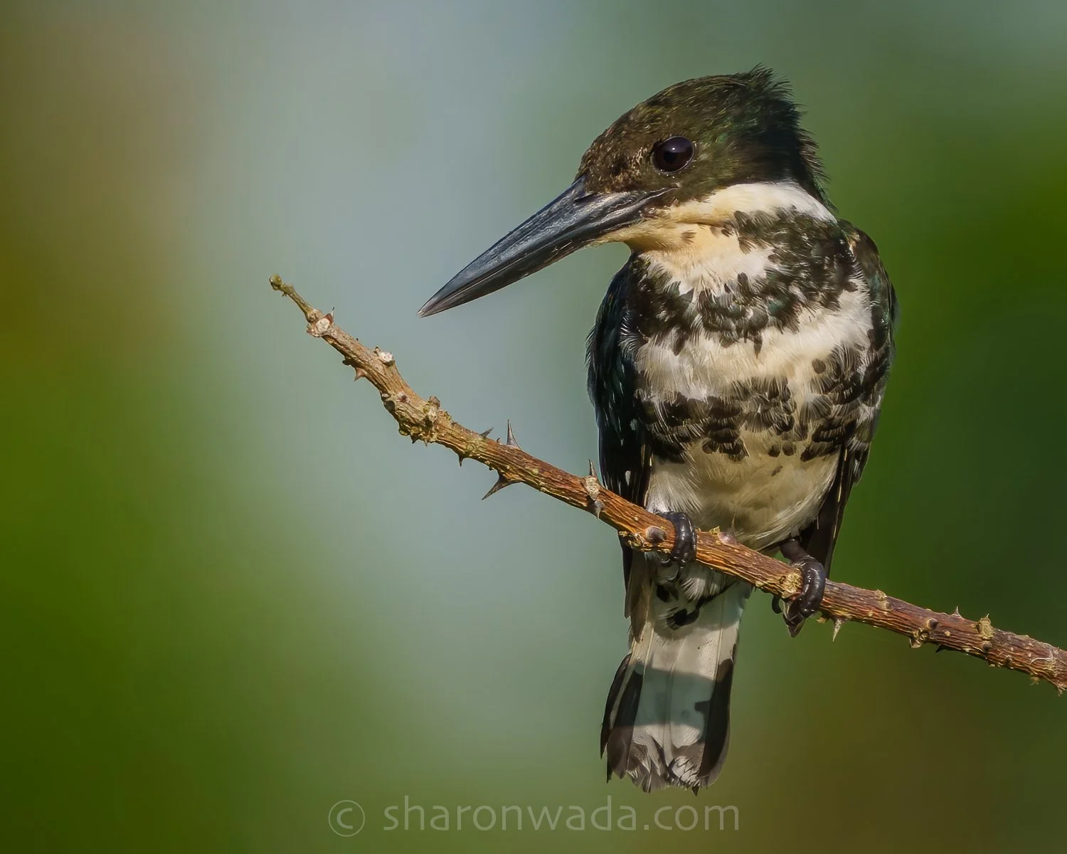 Green Kingfisher-250504-004.jpg