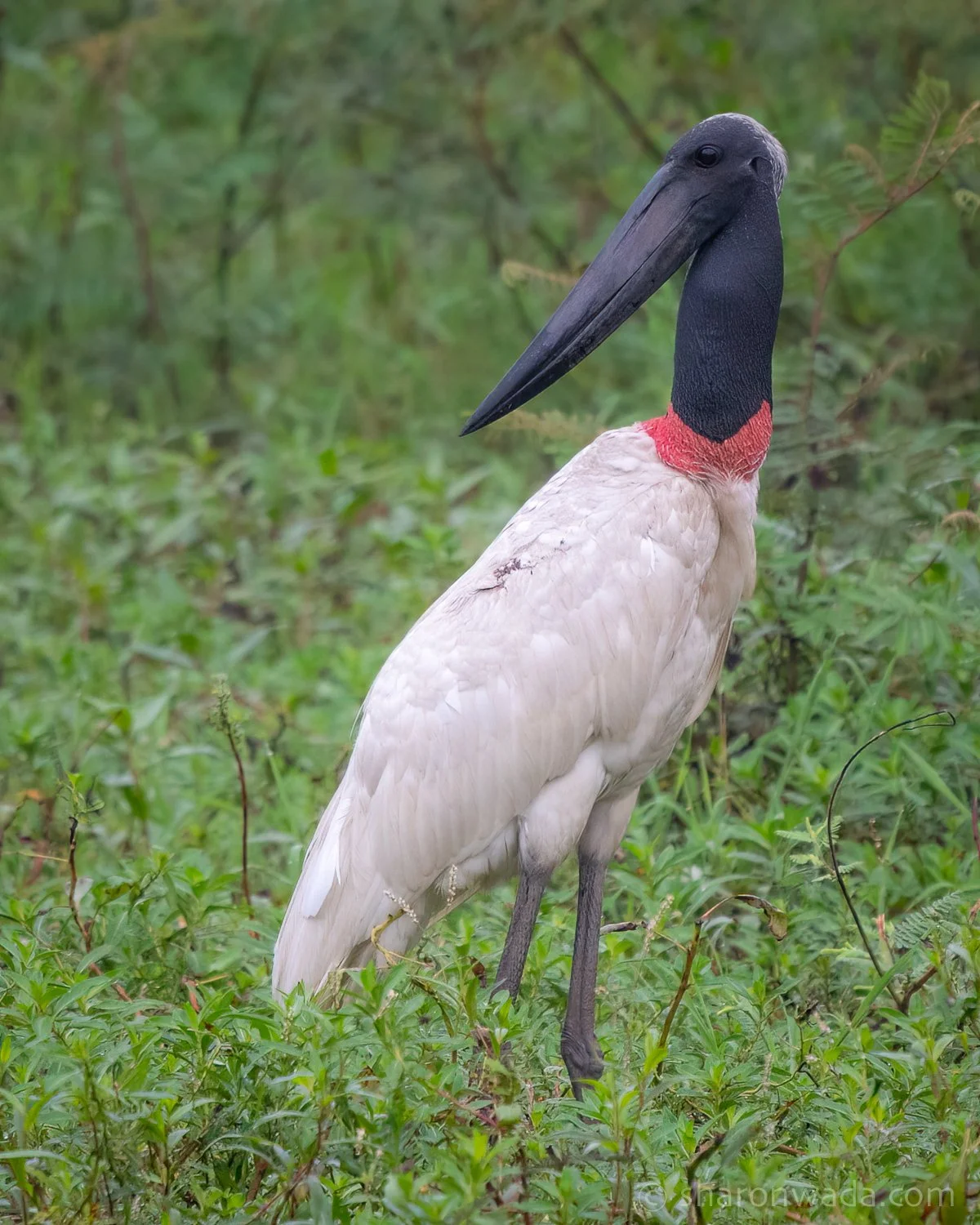 Jabiru-250504-001.jpg