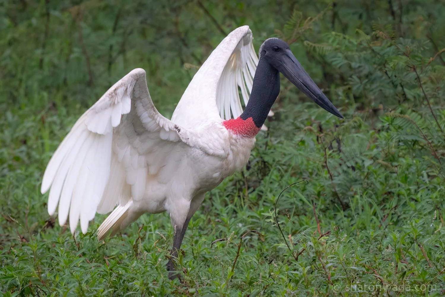 Jabiru-250504-002.jpg
