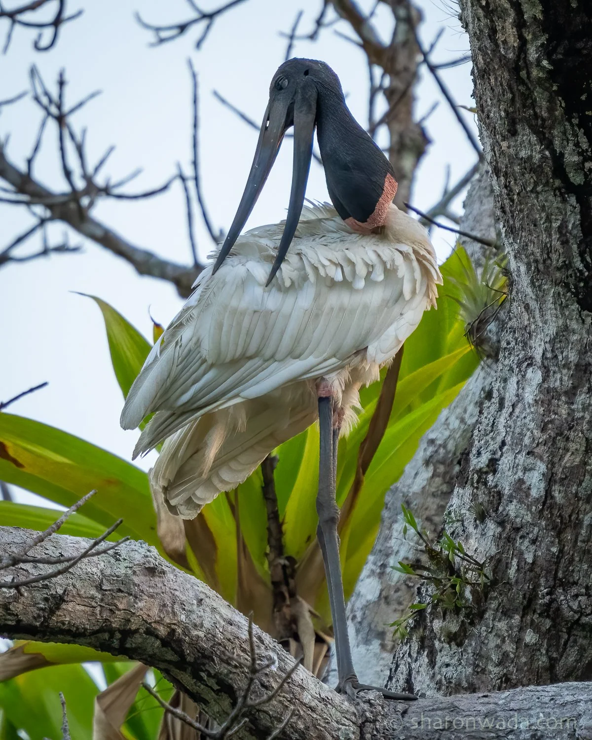 Jabiru-250504-004.jpg