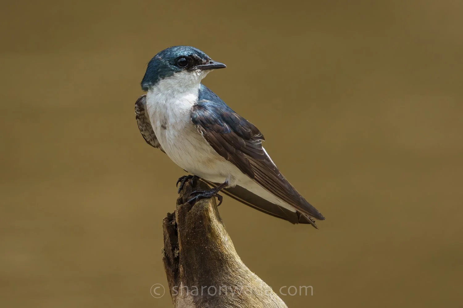Mangrove Swallow-250504-001.jpg