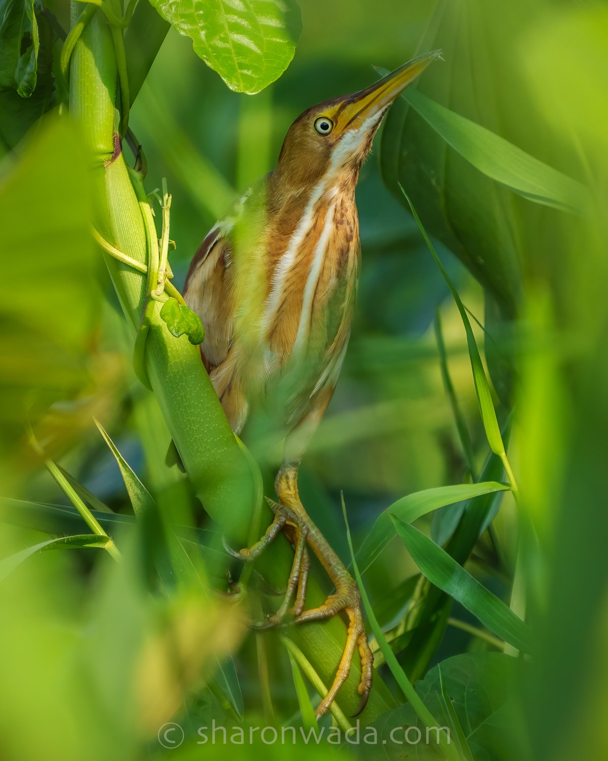 Least Bittern-250504-001.jpg