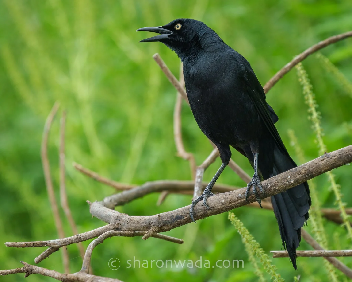 Nicaraguan Grackle-250504-001.jpg