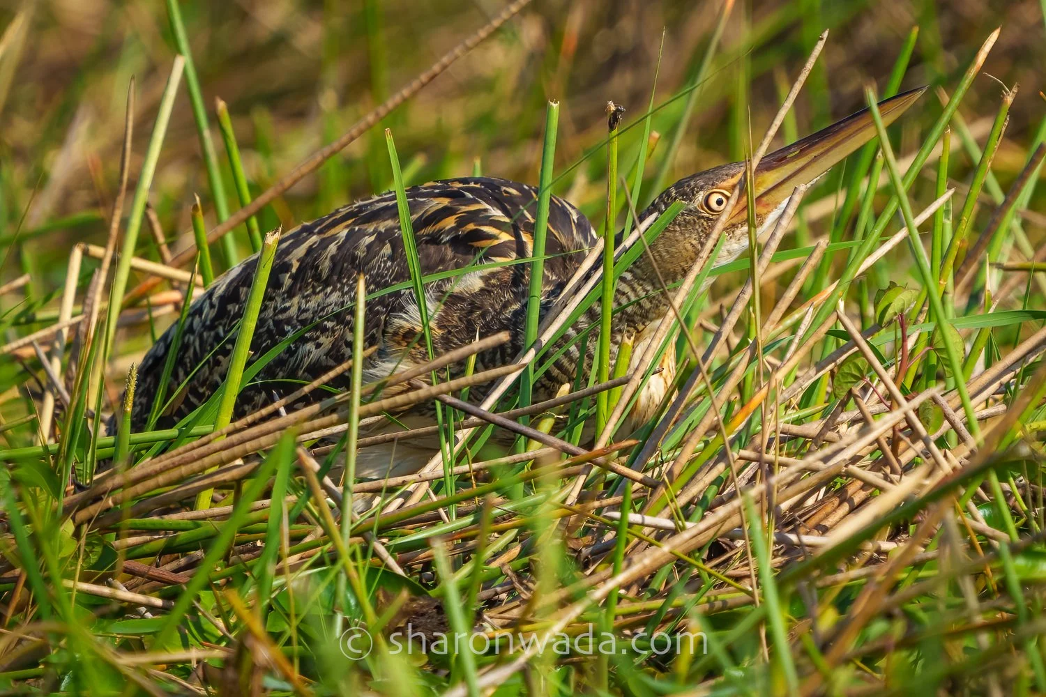 Pinnated Bittern-250504-001-2.jpg
